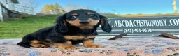 Miniature Dachshund dogs for sale: Russian male - Ad 3