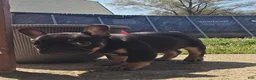 French Bulldog dogs for sale: Lucy - Ad 10