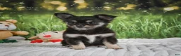 Chihuahua dogs for sale: Princess - Ad 6