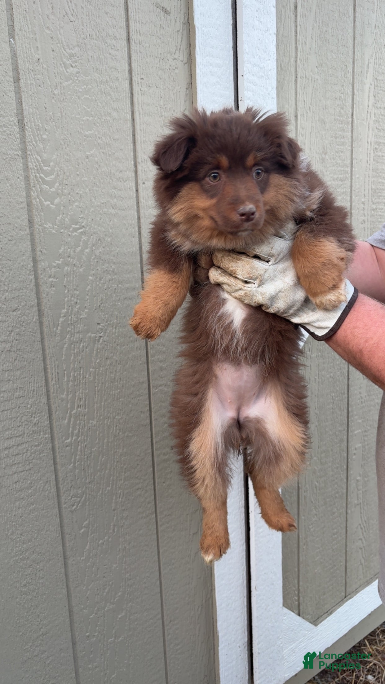 Miniature Australian Shepherd dogs Miniature Australian Shepherd Puppy 2 - Ad 17