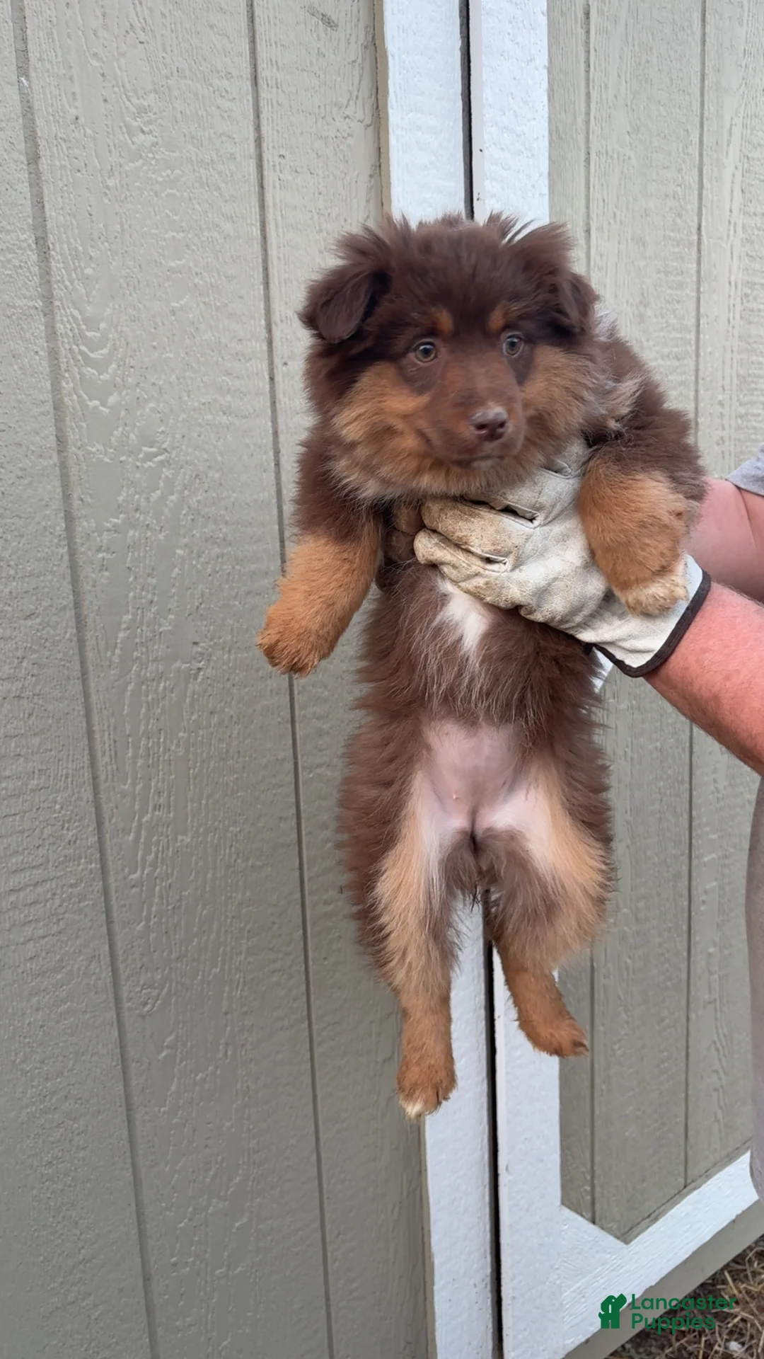 Miniature Australian Shepherd dogs for sale: Miniature Australian Shepherd Puppy 2 - Ad 1