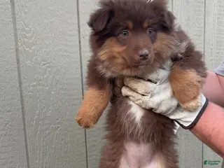 Miniature Australian Shepherd dogs Miniature Australian Shepherd Puppy 2 - Ad 17