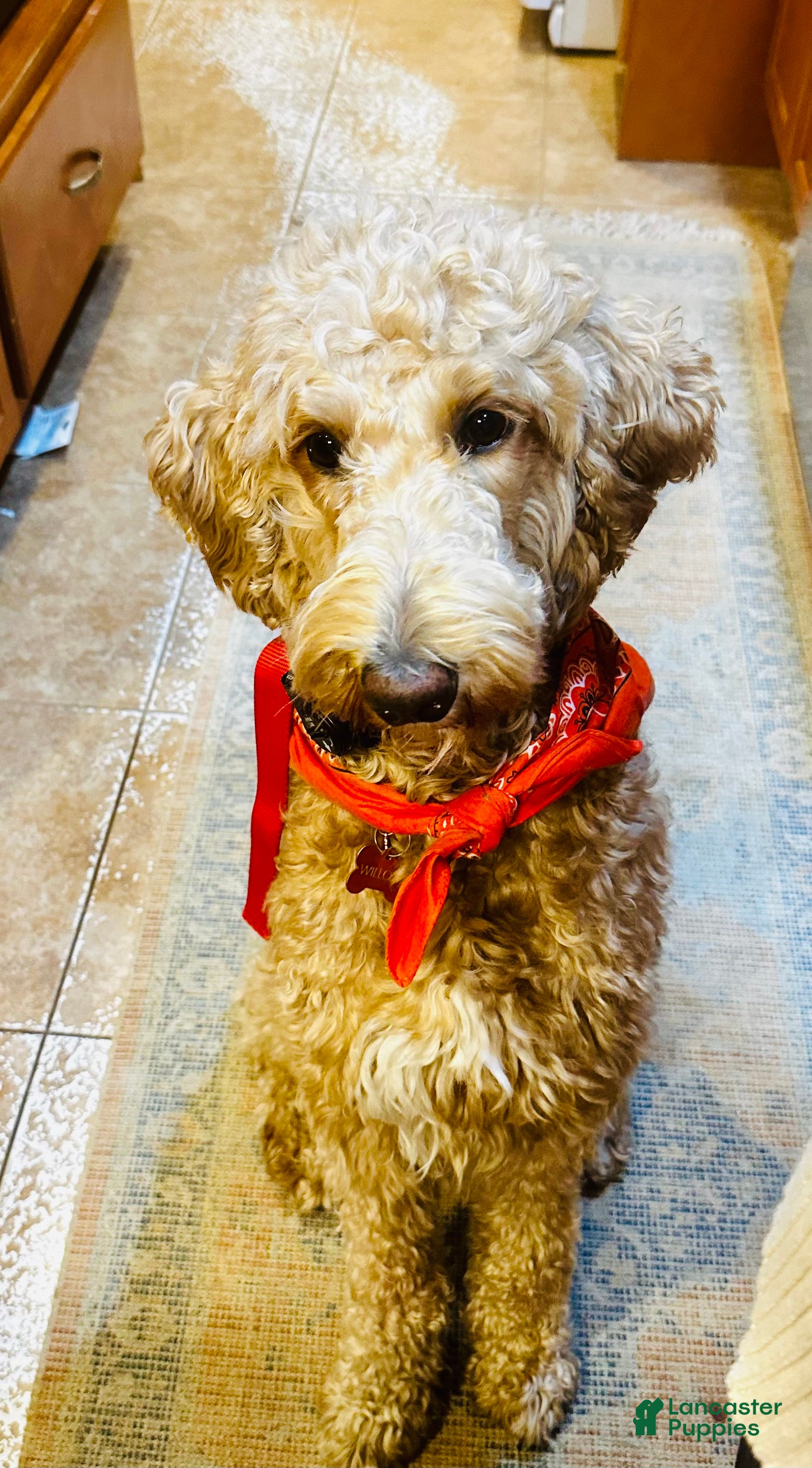 Goldendoodle dogs Goldendoodle Puppy 1 - Ad 16