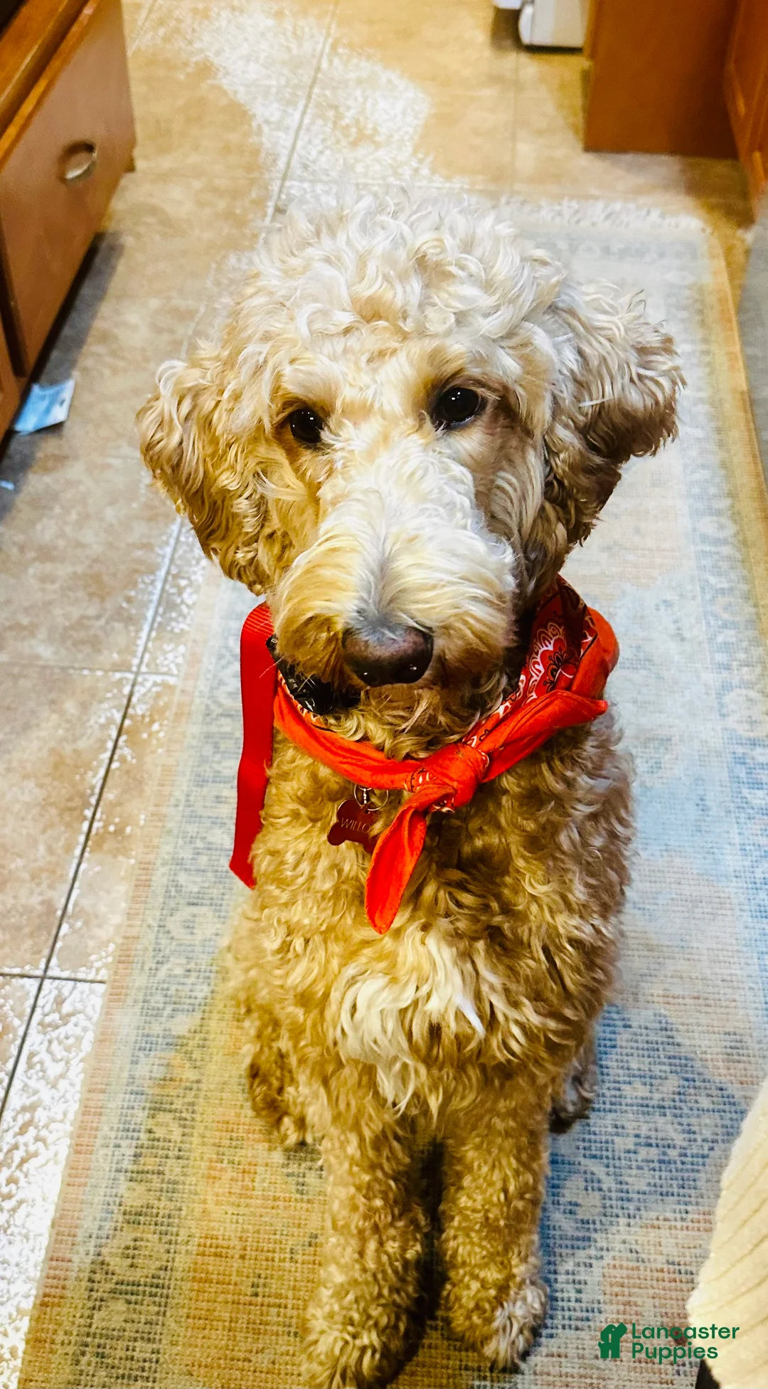 Goldendoodle dogs for sale: Goldendoodle Puppy 1 - Ad 5