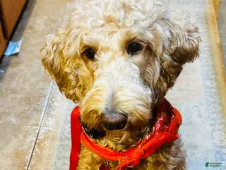 Goldendoodle dogs Goldendoodle Puppy 1 - Ad 16