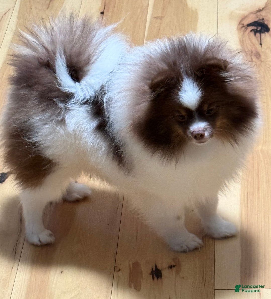Pomeranian dogs for sale: Pomeranian Puppy 1 - Ad 5