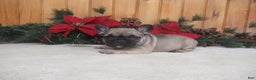 French Bulldog dogs for sale: AKC Dancer - Ad 4