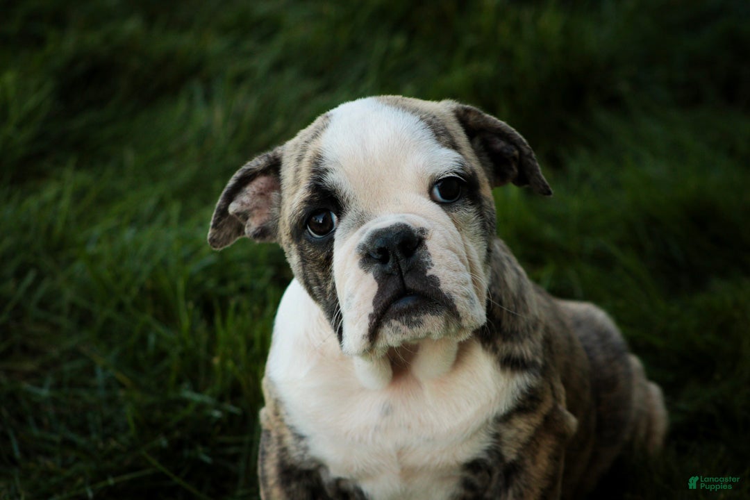 English Bulldog dogs Queen English Bulldog  - Ad 2
