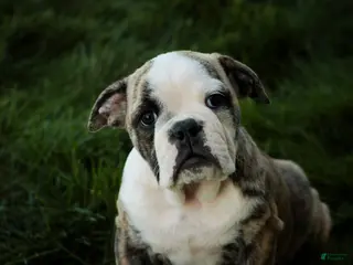 English Bulldog dogs Queen English Bulldog - Ad 2