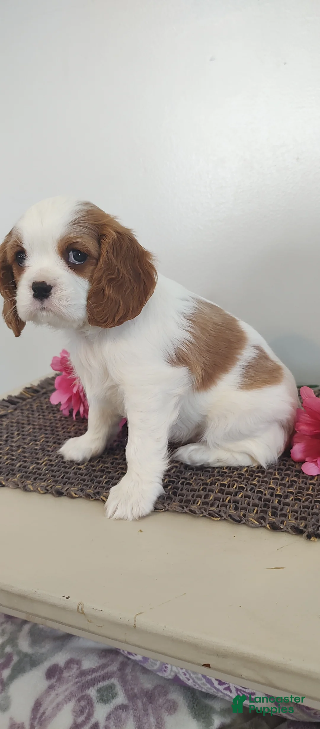 Cavalier King Charles Spaniel dogs for sale: Lilly - Ad 3
