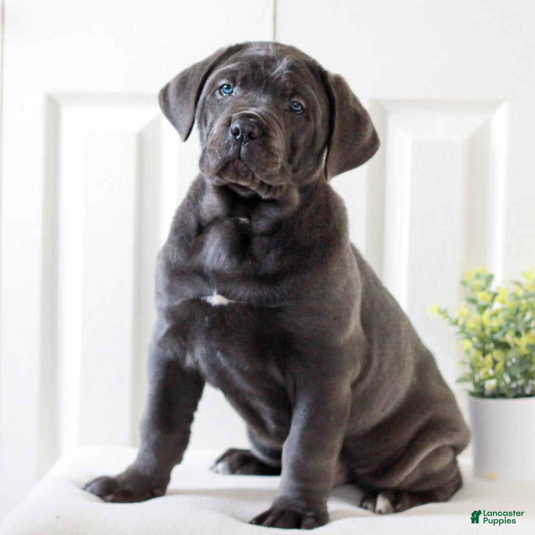 Cane Corso dogs for sale: King  - Ad 2