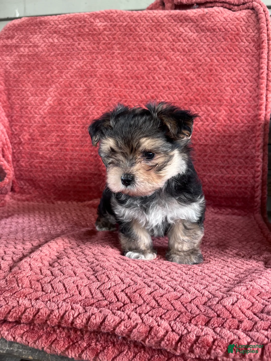 Morkie dogs for sale: Thor  - Ad 1