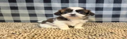 Shih Tzu dogs for sale: Aaron - Ad 3