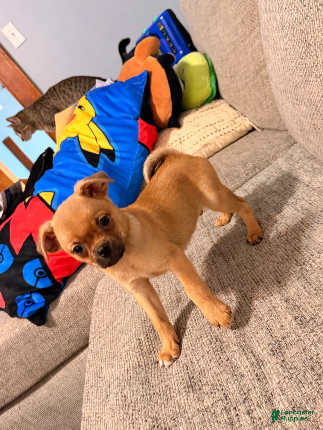 Mixed Breed dogs for sale: Domino - Ad 1