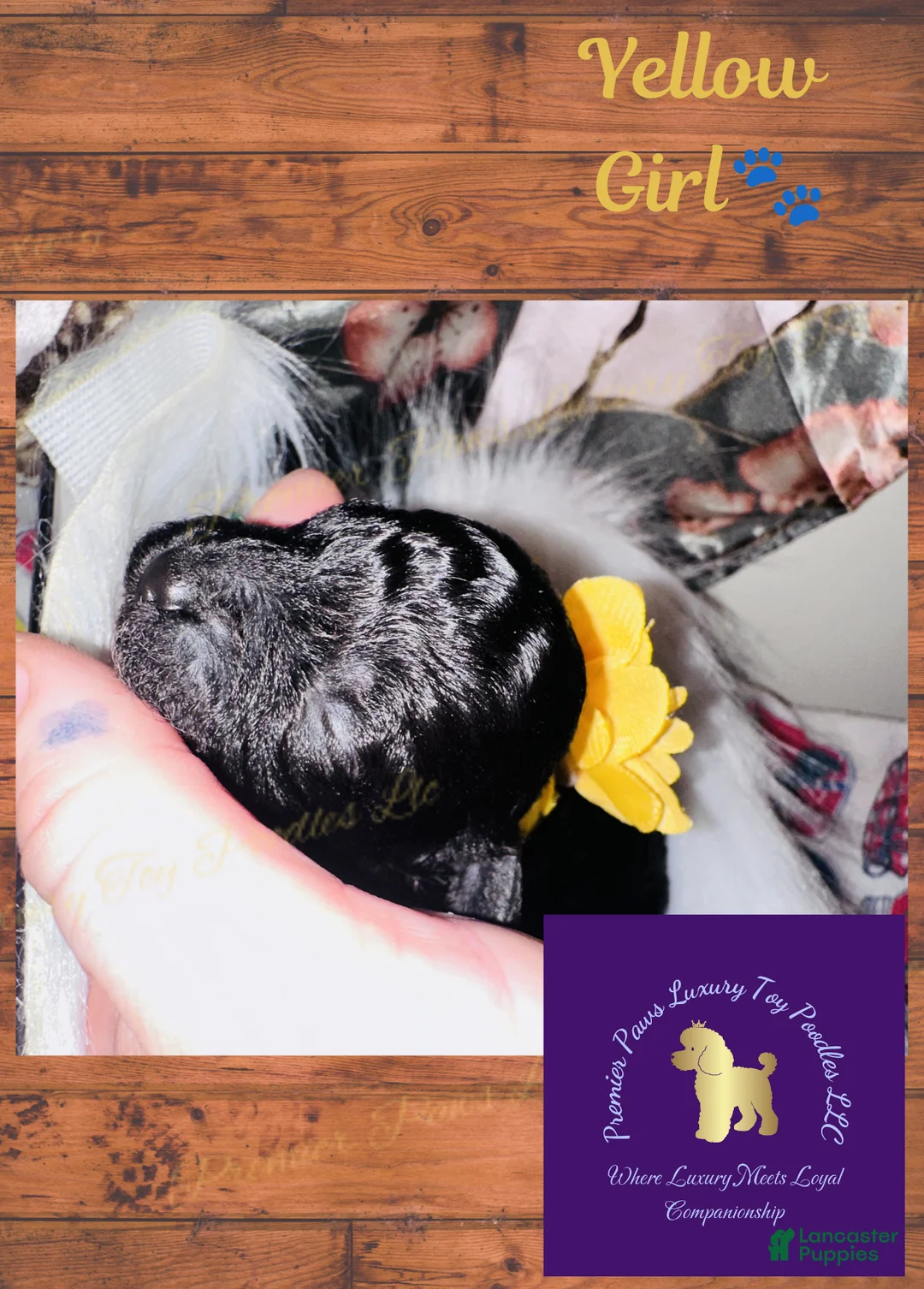 Toy Poodle dogs for sale: Yellow Girl - Ad 1