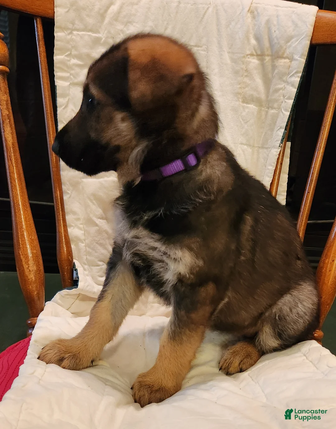 German Shepherd dogs for sale: German Shepherd Puppy 7 -Purple - Ad 1