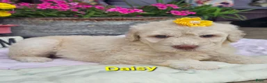 Daisy