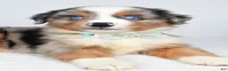 Miniature Australian Shepherd dogs for sale: Koen  - Ad 6