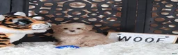 Maltipoo dogs for sale: Maltipoo Puppy Koda - Ad 2