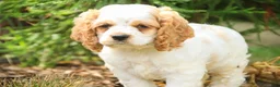 Cocker Spaniel dogs for sale: Angus Cocker Spaniel  - Ad 5