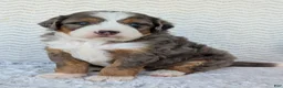 Mini Bernedoodle dogs for sale: Mini Bluey - Ad 20
