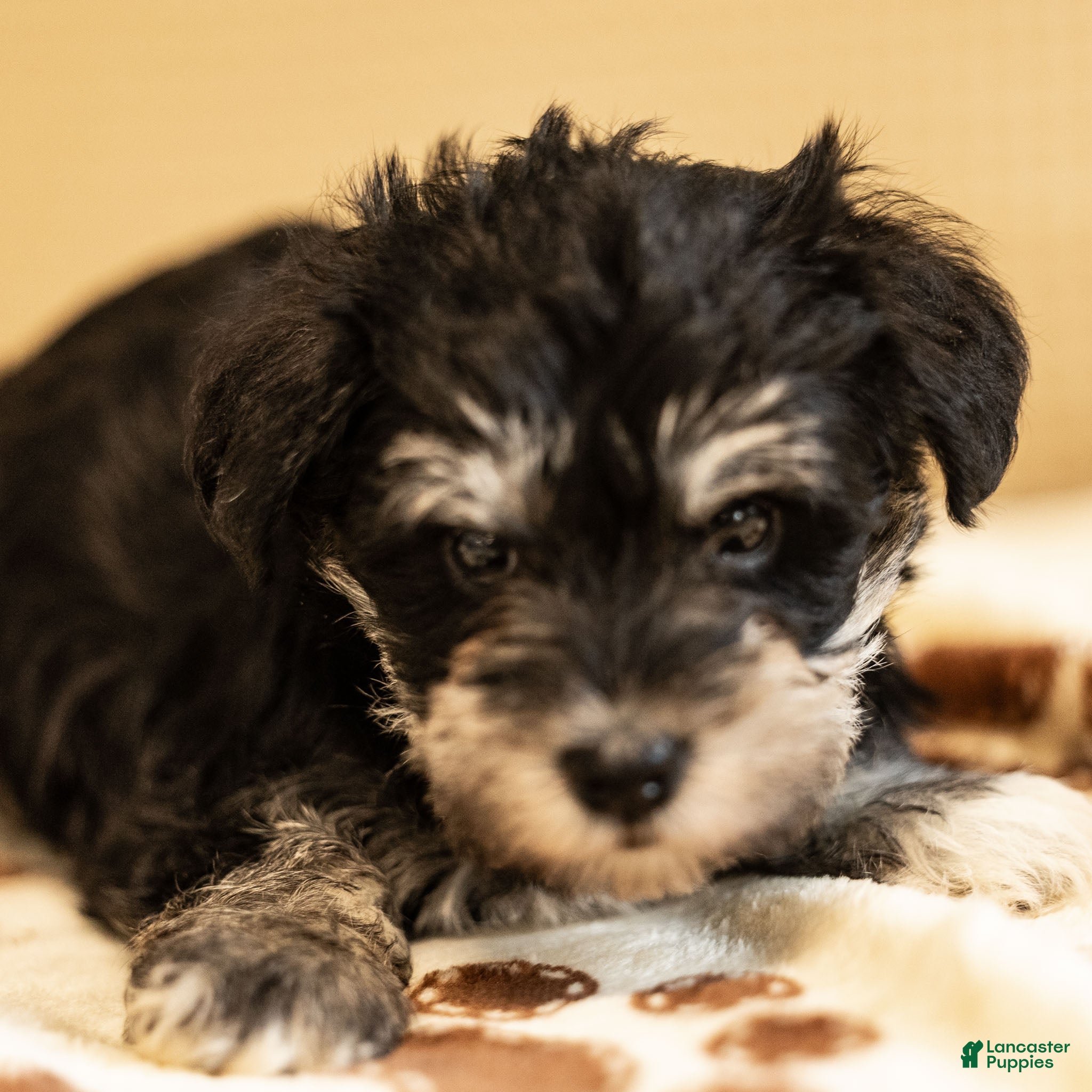 Miniature Schnauzer dogs Verbena - Ad 32