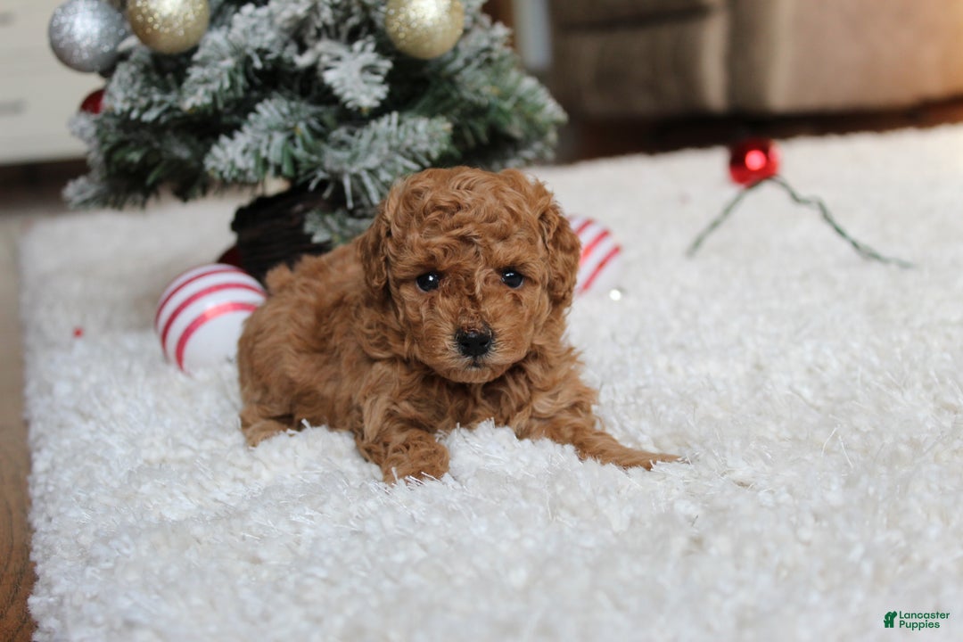 Toy Poodle dogs for sale: Camelia - Ad 6