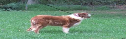 Border Collie dogs for sale: Border Collie 1 - Ad 6
