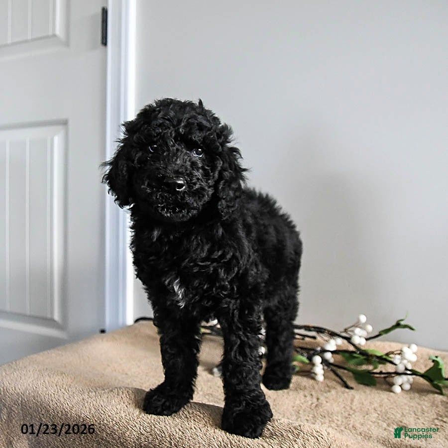 Standard Poodle dogs Vanilla - Ad 2