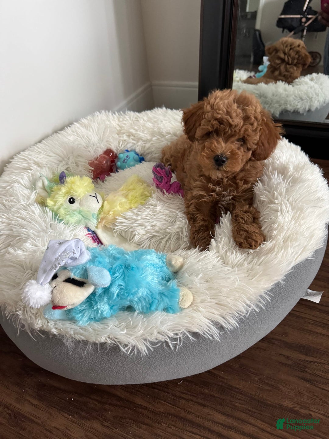 Gallery Image {{count}}