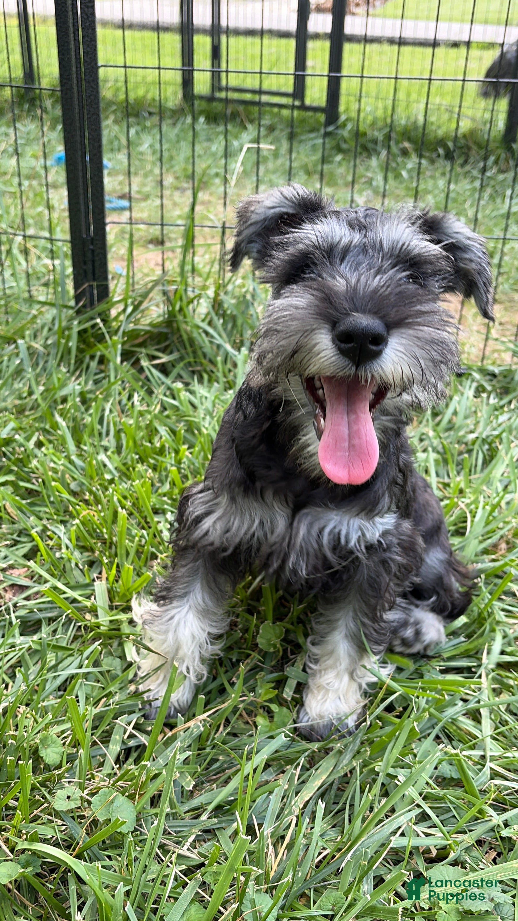 Miniature Schnauzer dogs Piglett - Ad 1