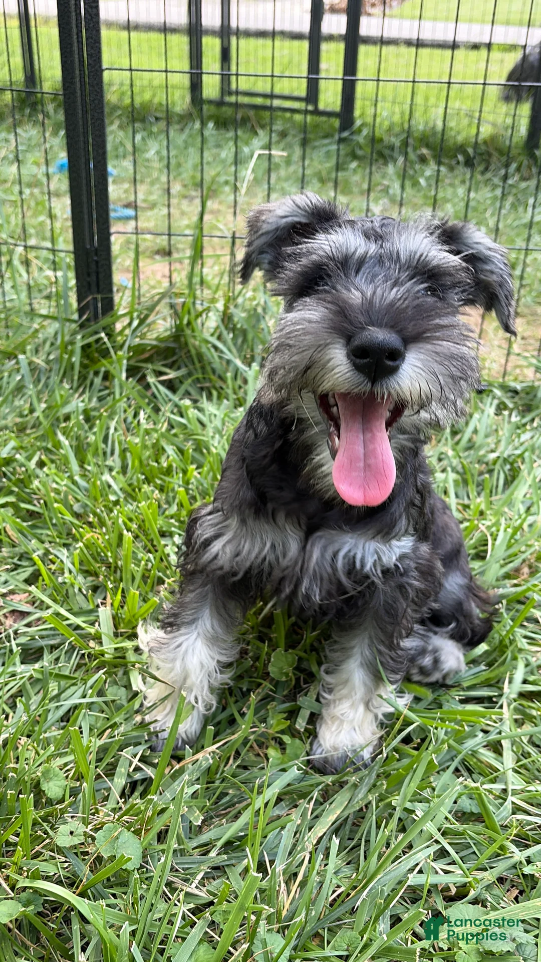 Miniature Schnauzer dogs for sale: Piglett - Ad 1