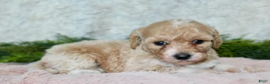 Bichpoo 5