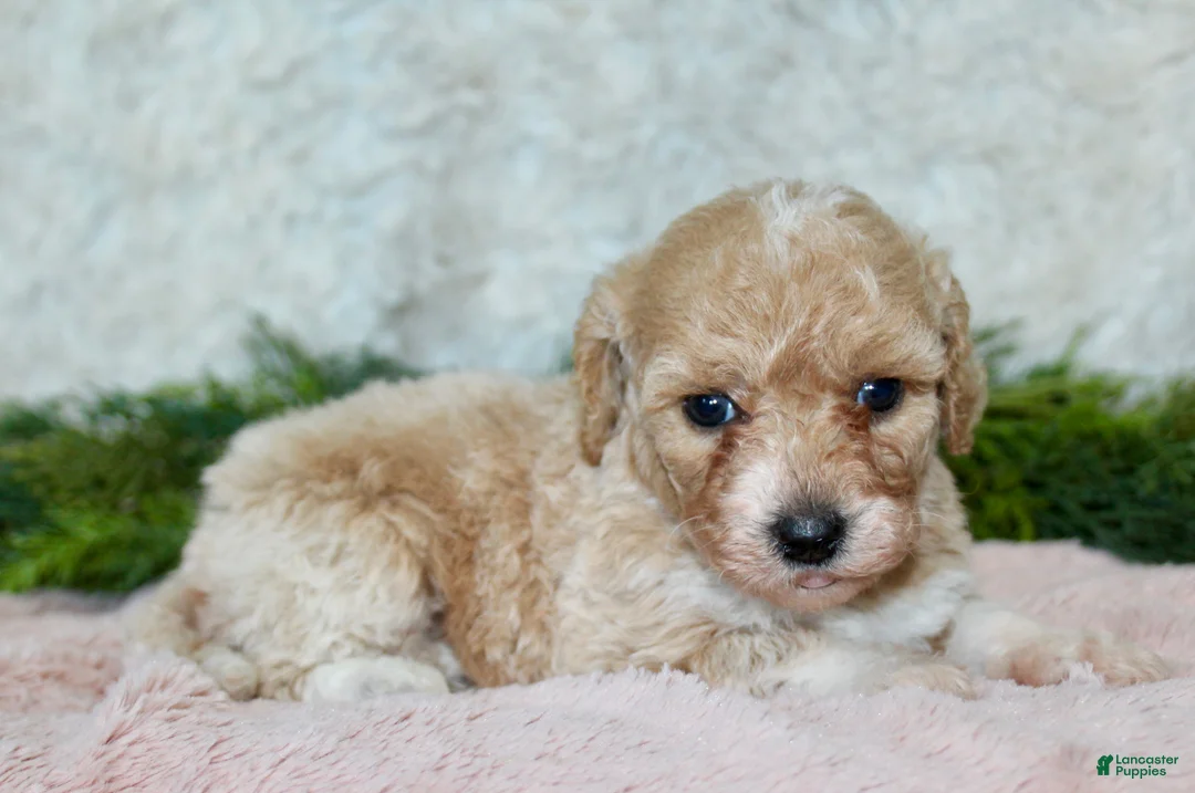 Bichpoo dogs for sale: Bichpoo 5 - Ad 1