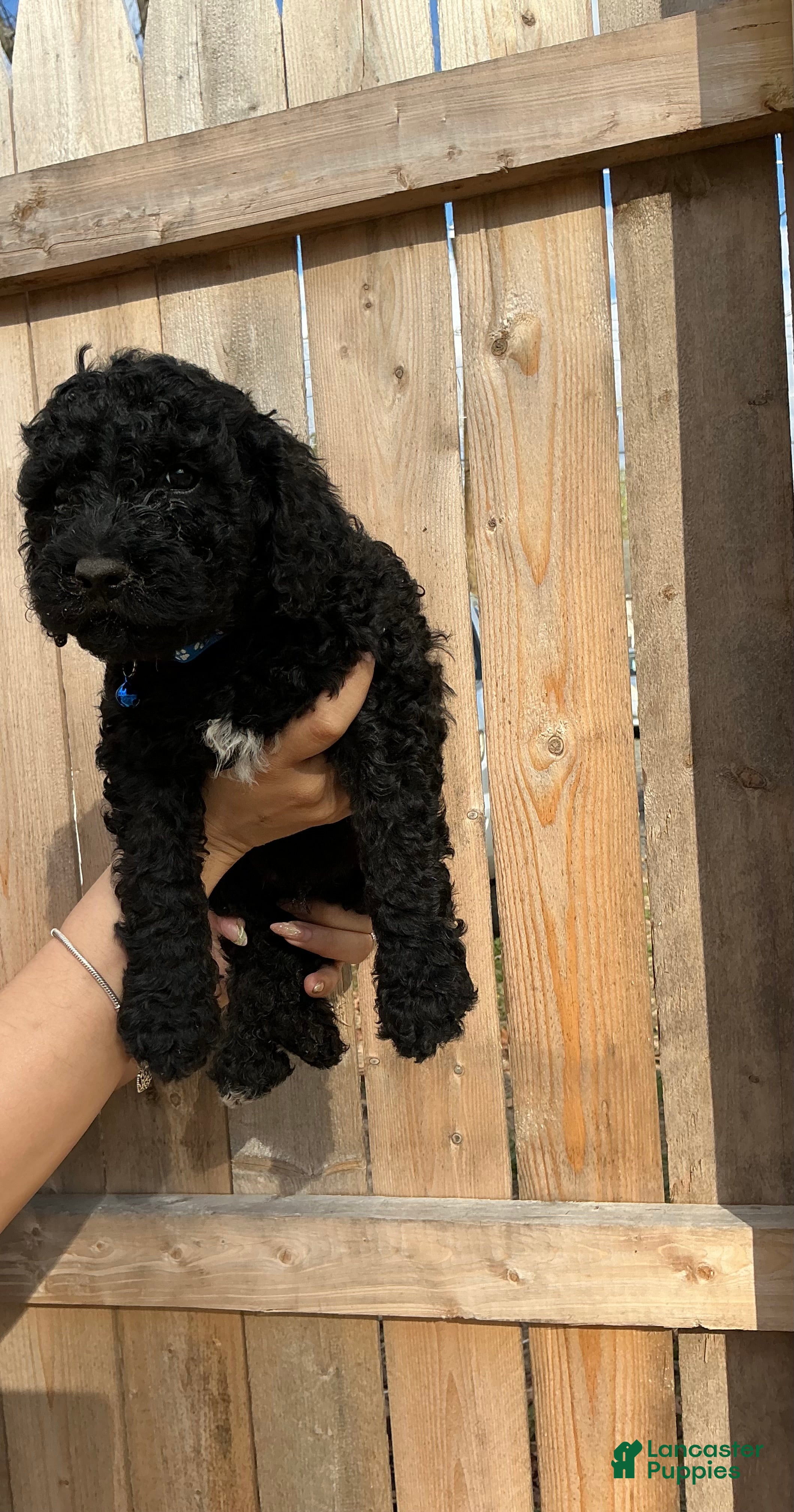 Goldendoodle dogs Chase - Ad 38