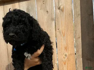 Goldendoodle dogs Chase - Ad 38