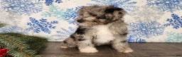 Mini Bernedoodle dogs for sale: Angel - Ad 17