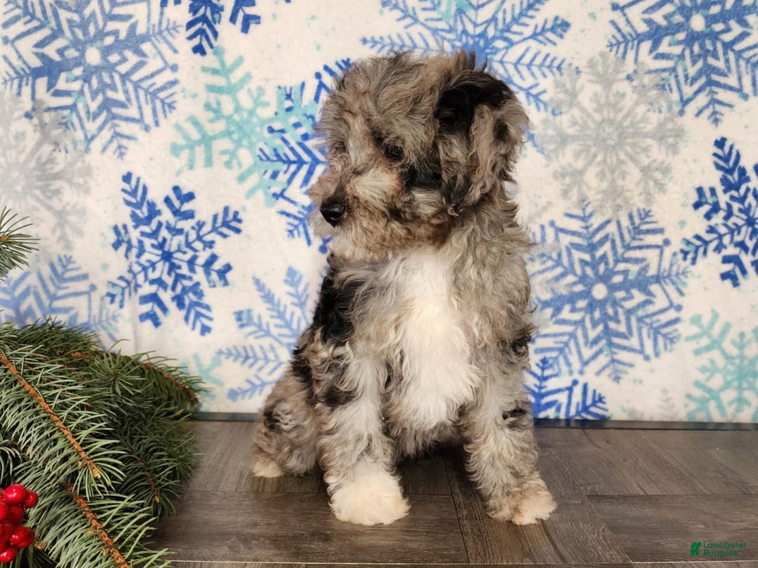 Mini Bernedoodle dogs for sale: Angel - Ad 17