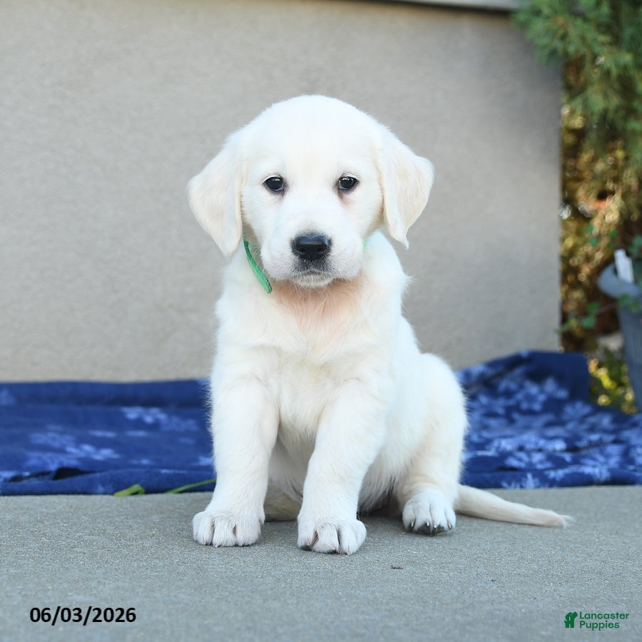 Golden Retriever dogs for sale: Fern - Ad 5