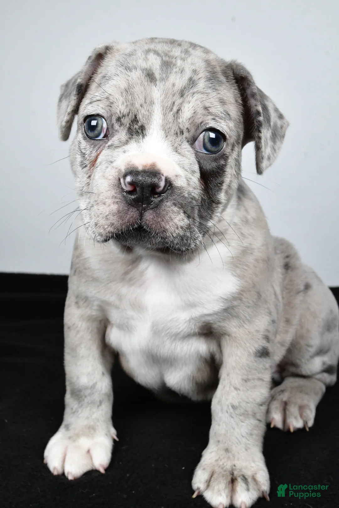 Frenchton dogs for sale: Toby  - Ad 2