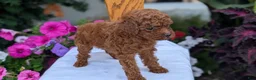 Toy Poodle dogs for sale: Zion - Ad 3