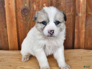 Mixed Breed dogs Luna - Ad 31
