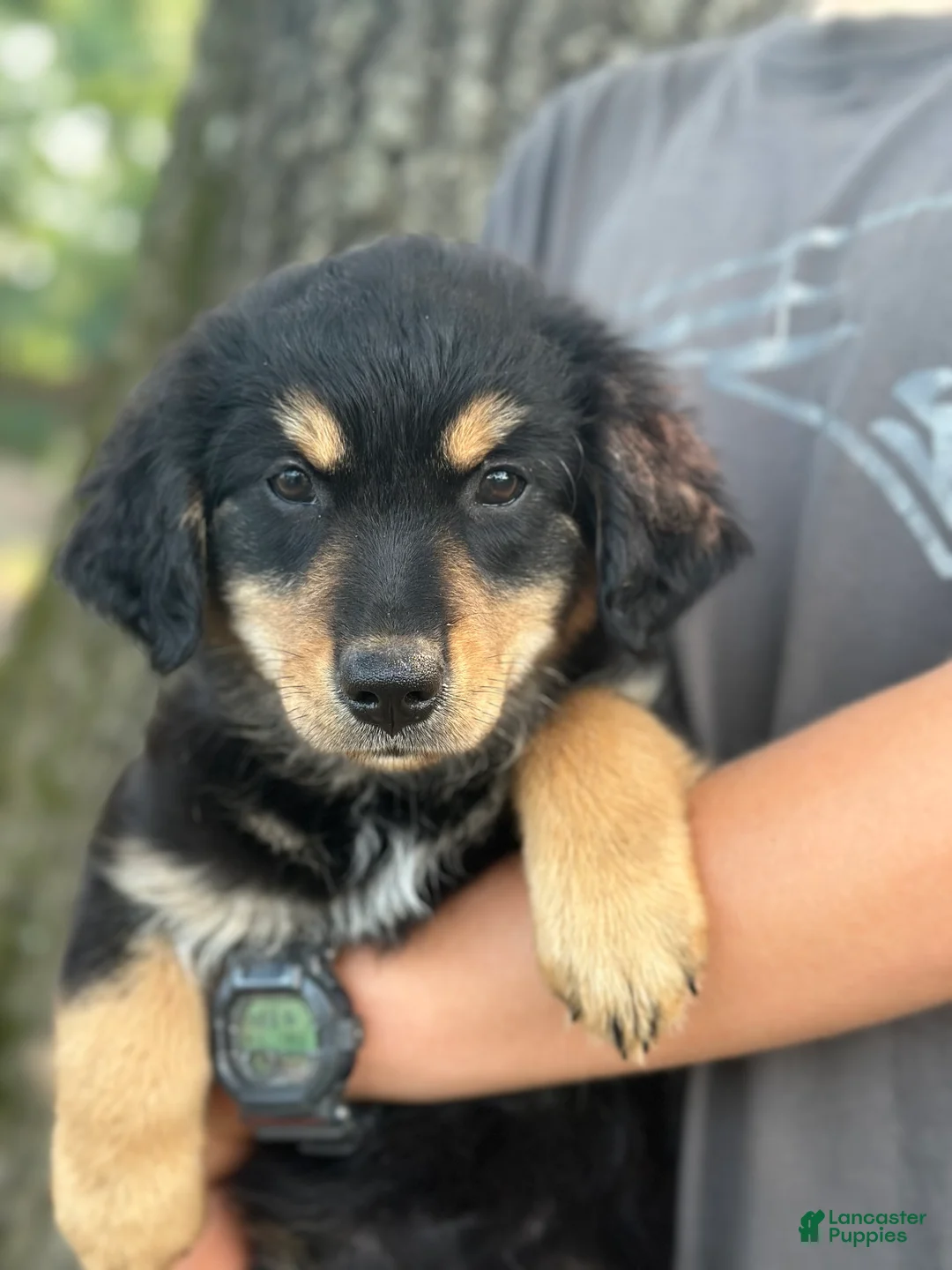 Mixed Breed dogs for sale: Cowgirl - Ad 1