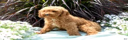 Miniature Poodle dogs for sale: Brittany - Ad 4