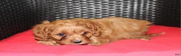 Cavapoo dogs for sale: Lilly - Ad 6