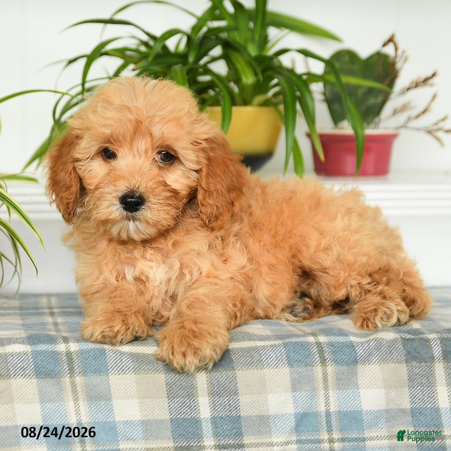 Mini Goldendoodle dogs Taylor - Ad 2