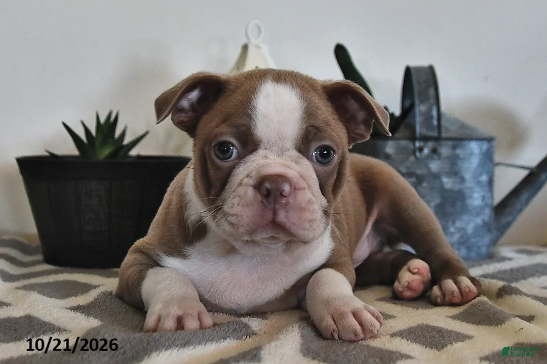 Boston Terrier dogs for sale: Cody  - Ad 1