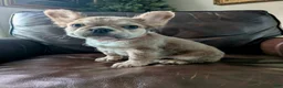 French Bulldog dogs for sale: Nebula - Ad 4