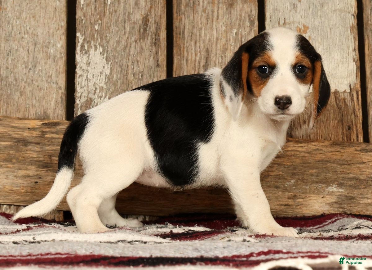 Beagle dogs for sale: Candy - Ad 5