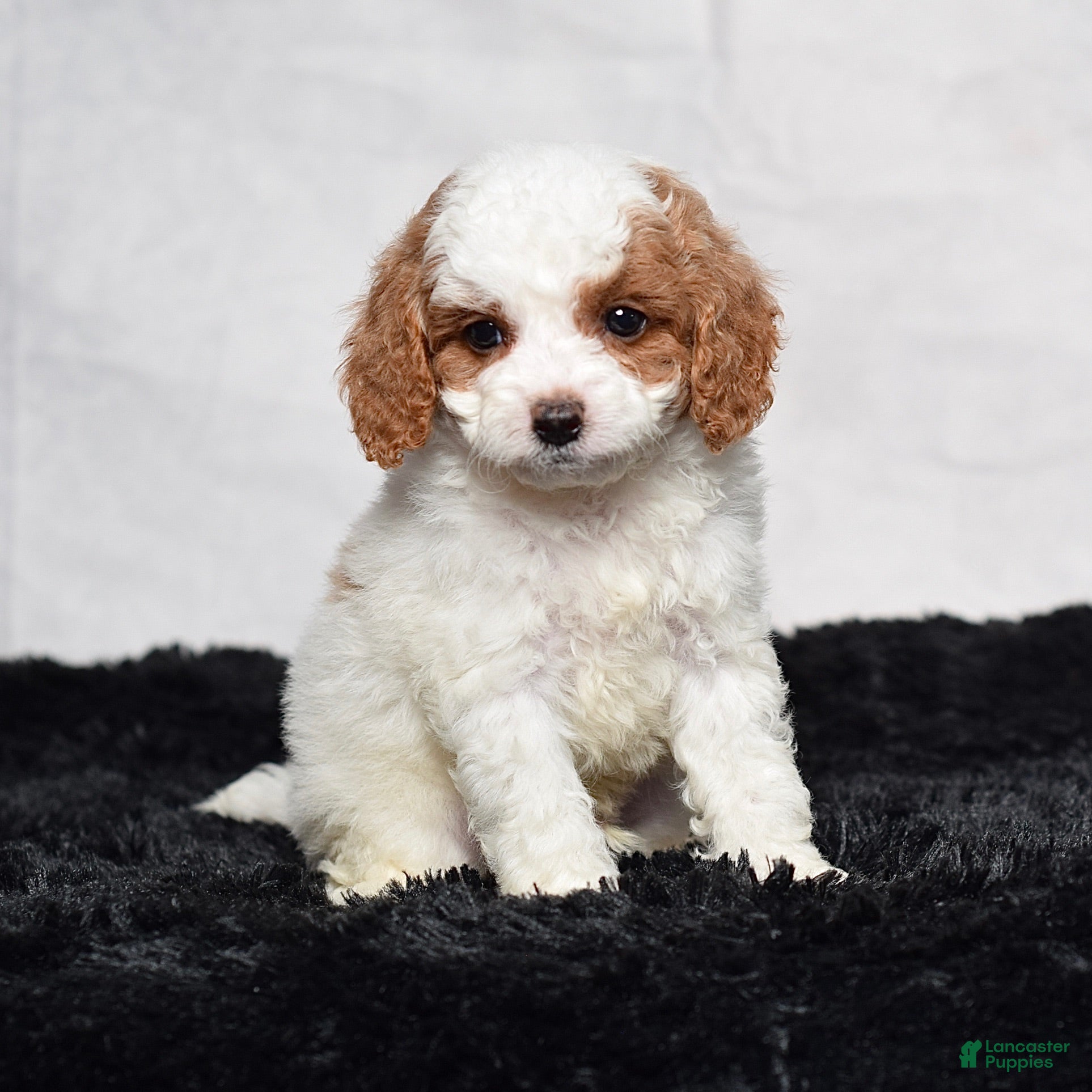 Cavapoo dogs Waldo - Ad 2